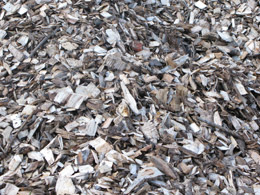 Wood chips from deciduous trees